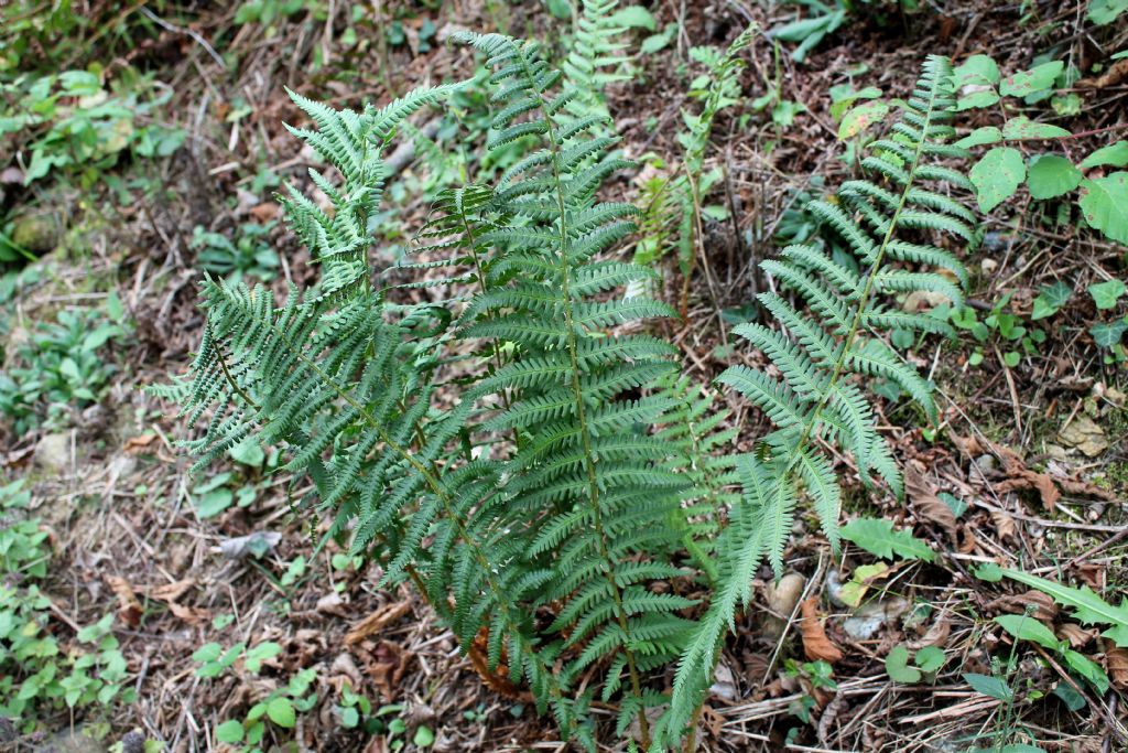 Dryopteris affinis o Dryopteris filix-mas?